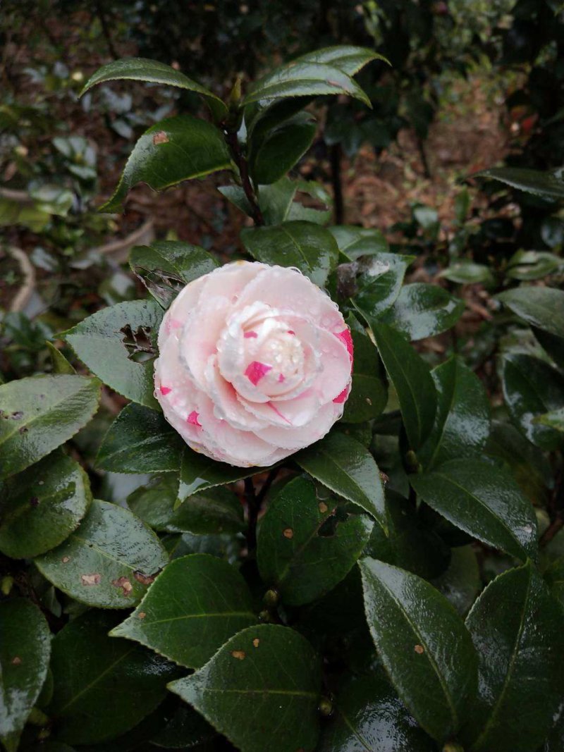 茶花，山茶花，四季，茶花，小苗四川宜宾货可视频看货