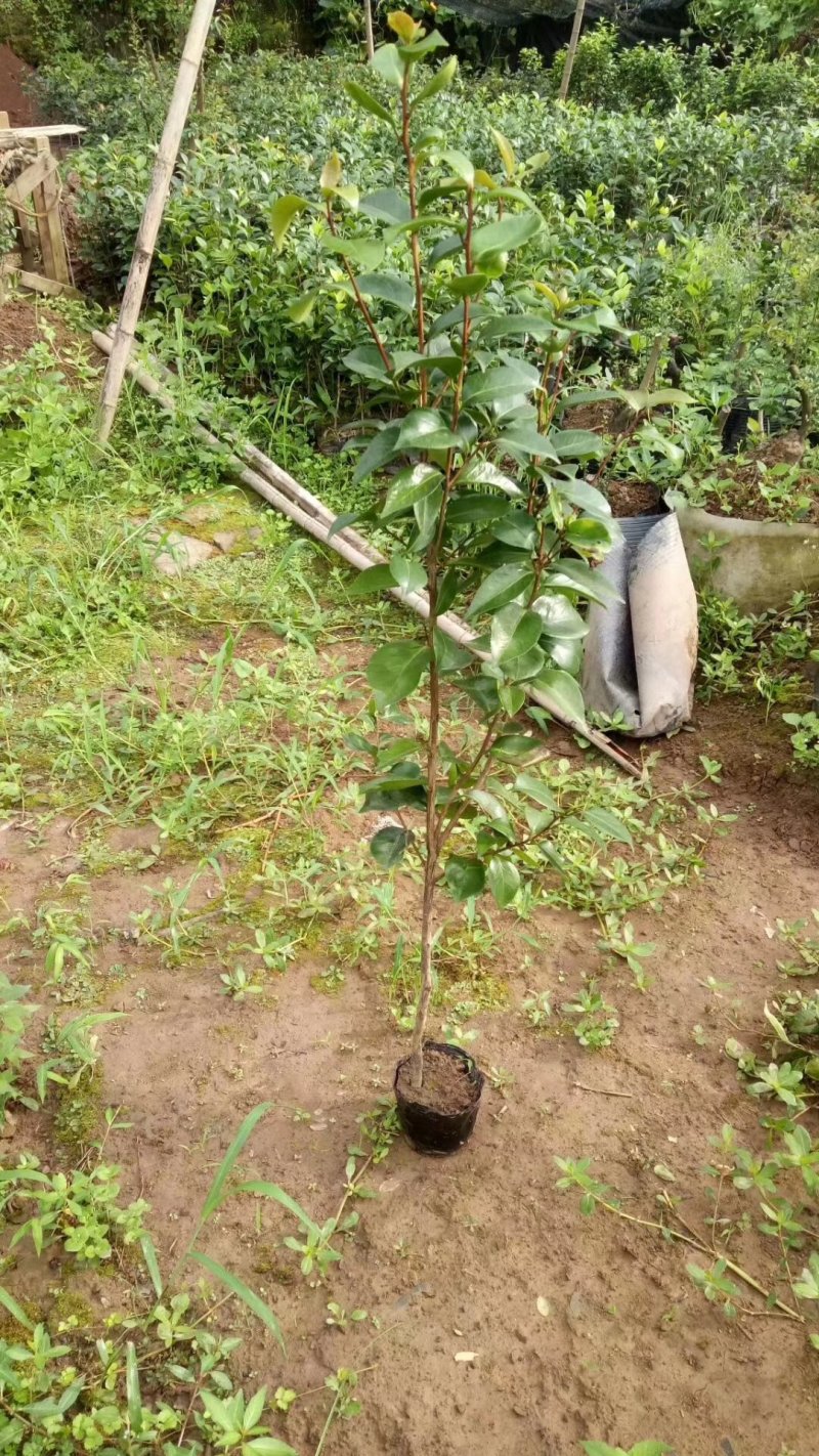 茶花，山茶花，四季，茶花，小苗四川宜宾货可视频看货