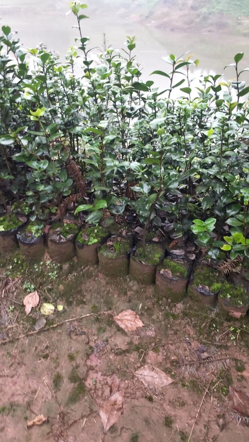 四季，茶花，杯苗，四川宜宾高县，可以视频看货，量大从优