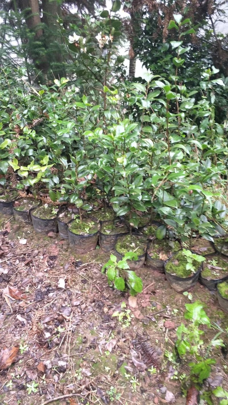 四季，茶花，杯苗，四川宜宾高县，可以视频看货，量大从优