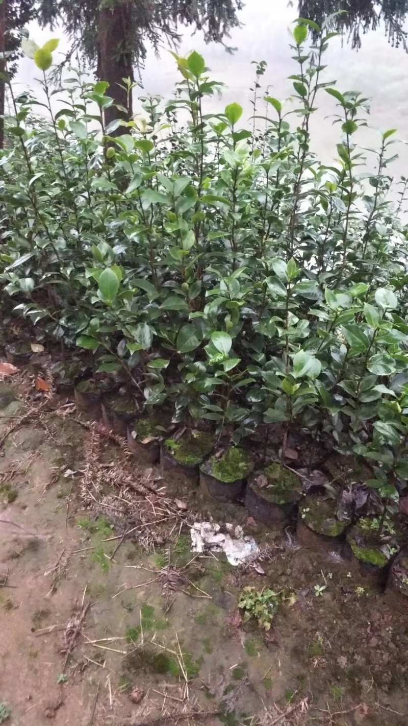 四季，茶花，杯苗，四川宜宾高县，可以视频看货，量大从优