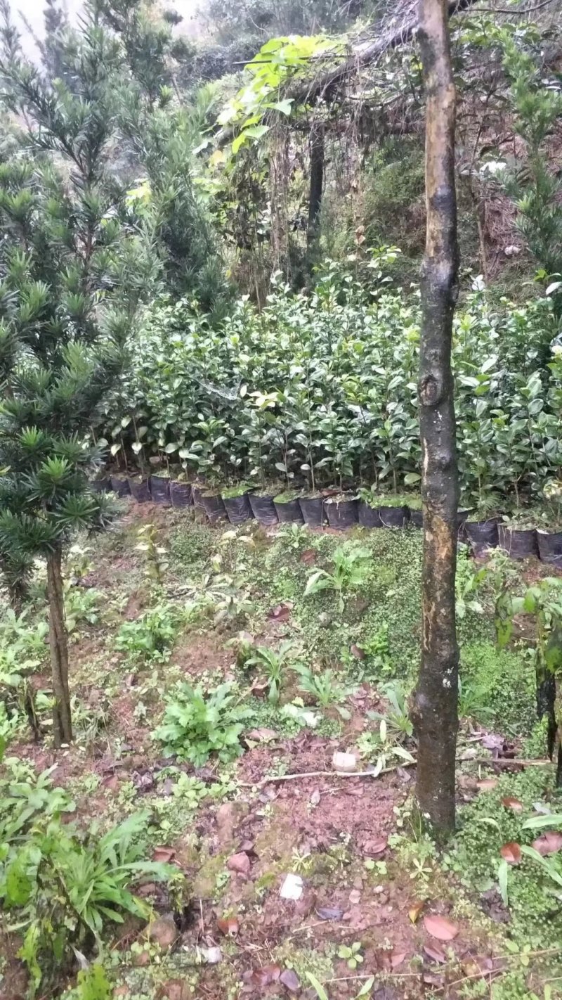 四季，茶花，杯苗，四川宜宾高县，可以视频看货，量大从优