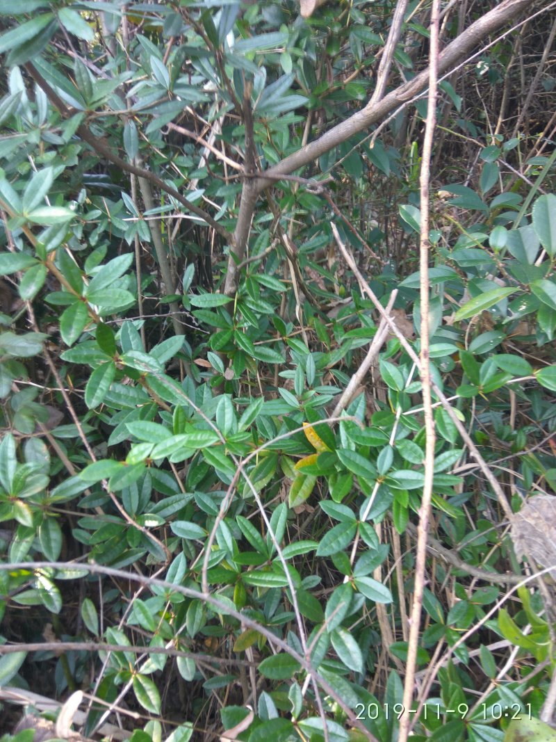 刺黄连根，来自大山，纯野生无污染