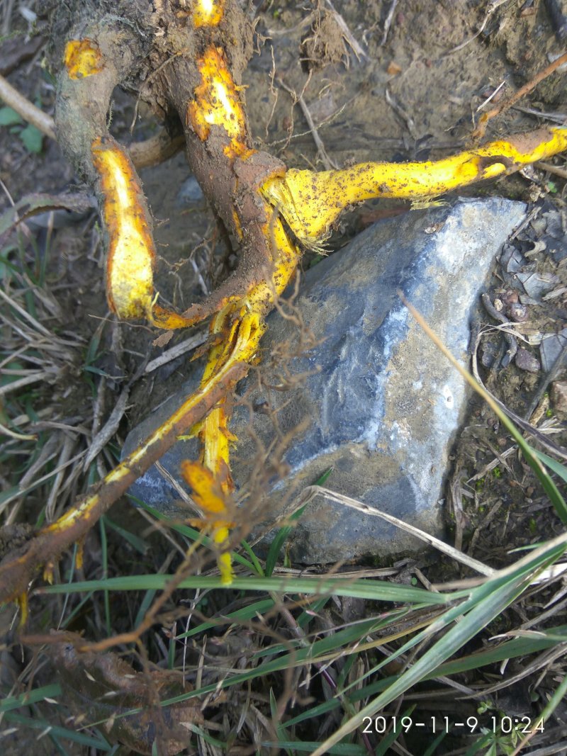 刺黄连根，来自大山，纯野生无污染