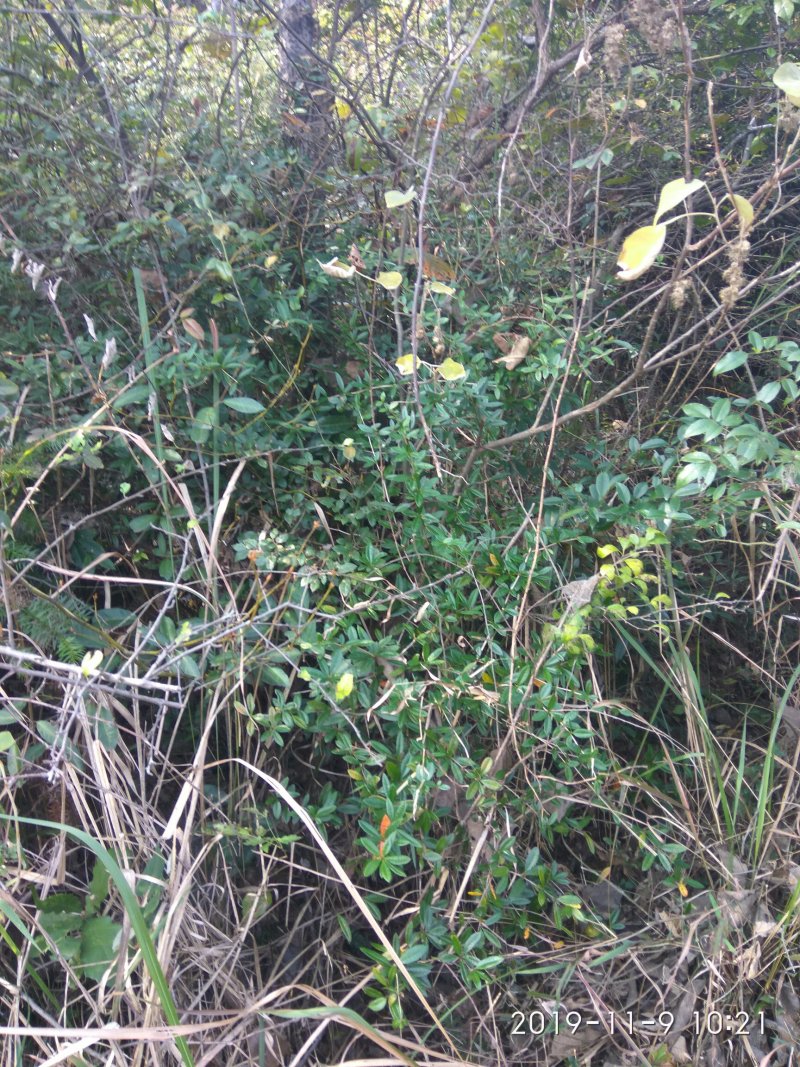 刺黄连根，来自大山，纯野生无污染