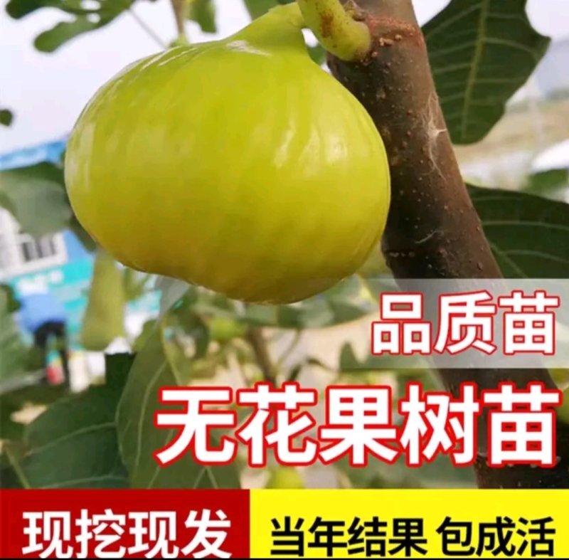 【无花果苗】金傲芬波姬红布兰瑞克实地考察签合同