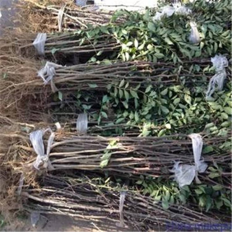 大红袍花椒苗，狮子头，无刺花椒品种纯正，质量保证