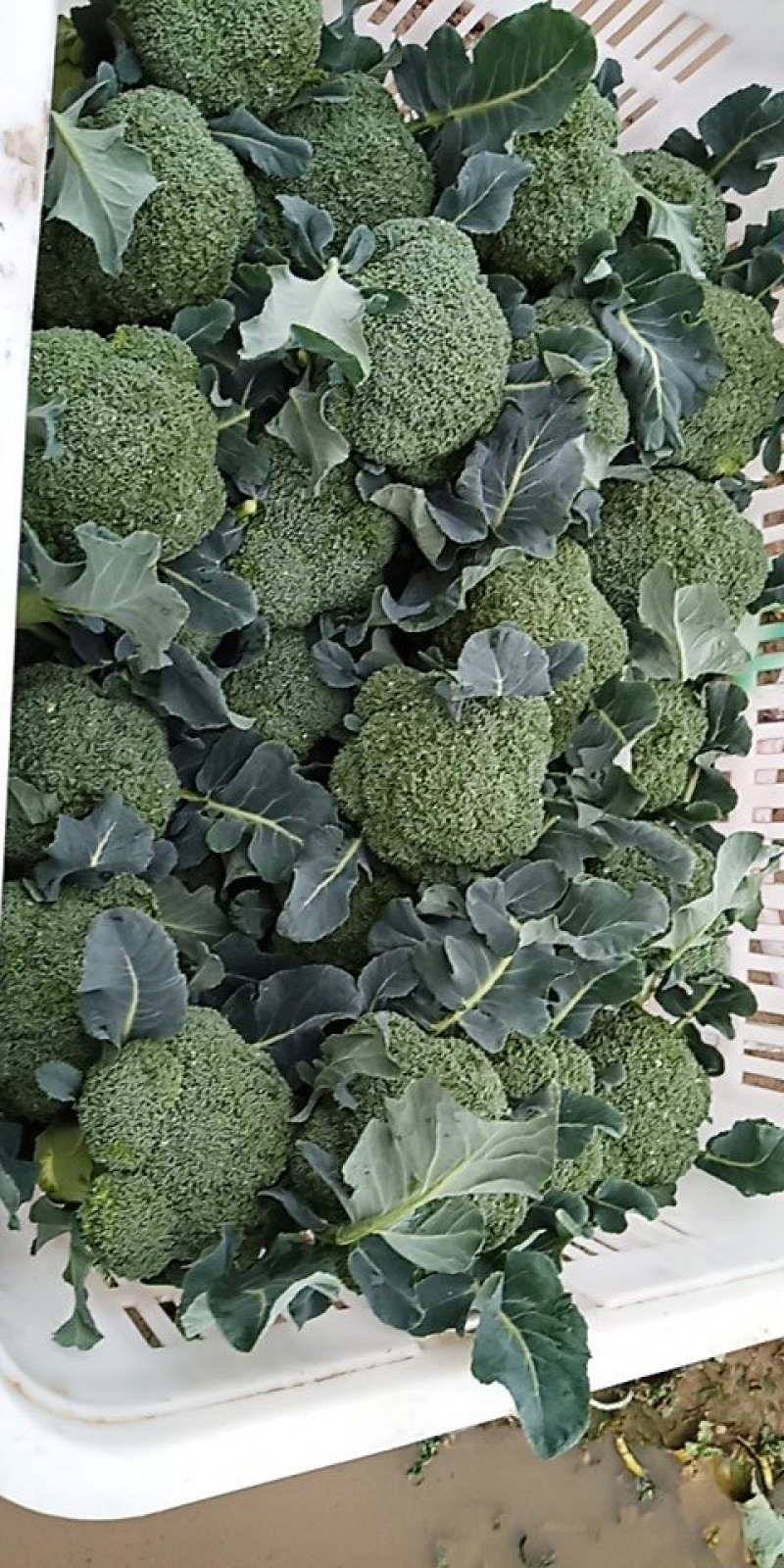 西兰花炎秀品质好整车发