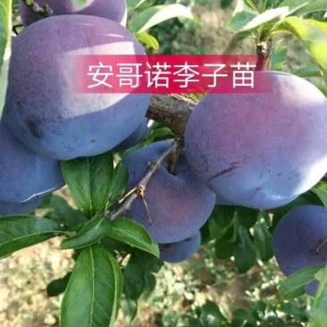 李子苗黑布朗安哥诺秋红李恐龙蛋基地大量有货