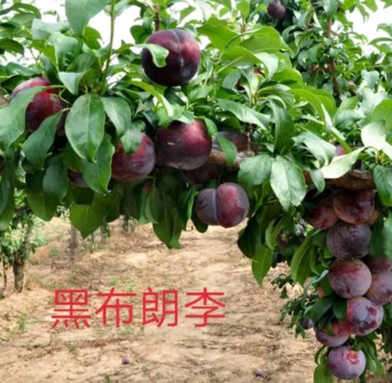 李子苗黑布朗安哥诺秋红李恐龙蛋基地大量有货