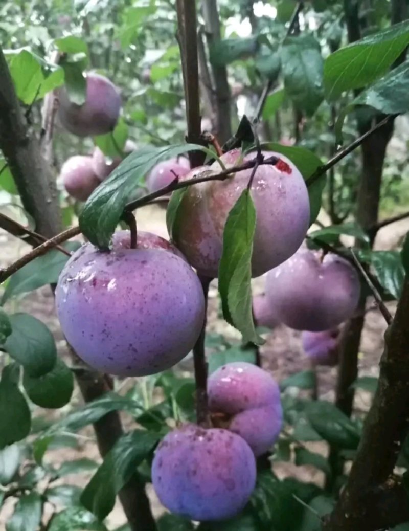 李子苗黑布朗安哥诺秋红李恐龙蛋基地大量有货