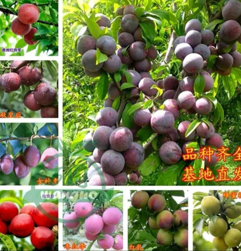 李子苗黑布朗安哥诺秋红李恐龙蛋基地大量有货