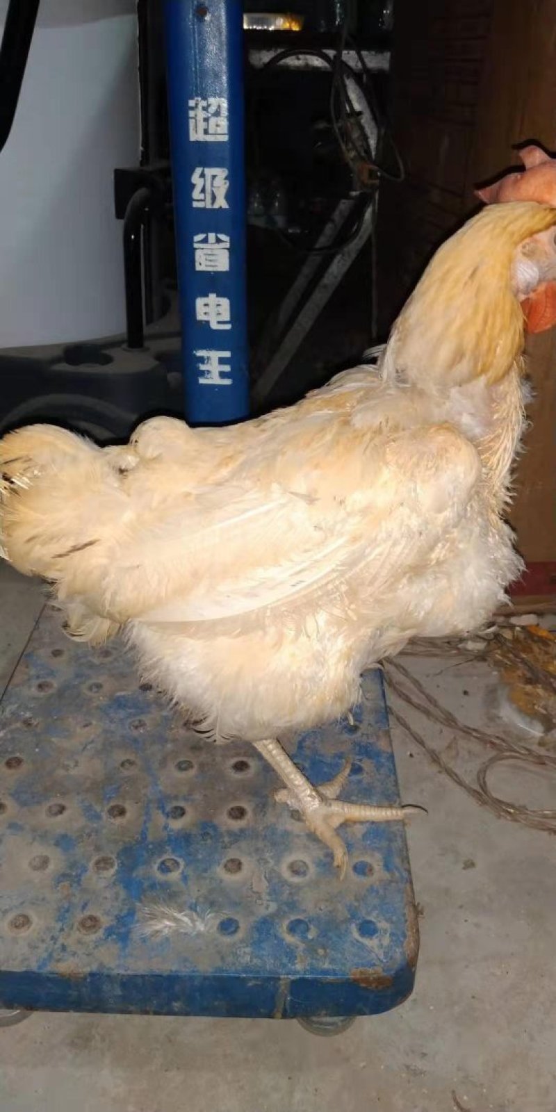 鸡