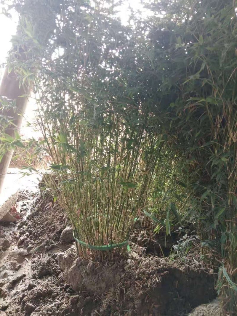 凤尾竹丛生苗一手货源基地直发低价出售规格齐全