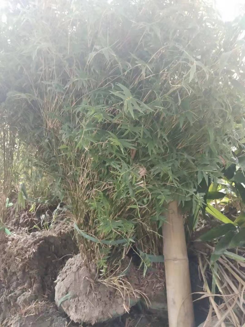 凤尾竹丛生苗一手货源基地直发低价出售规格齐全