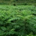 重庆基地批发红油香椿苗巴山红香椿苗椿天树量大从优