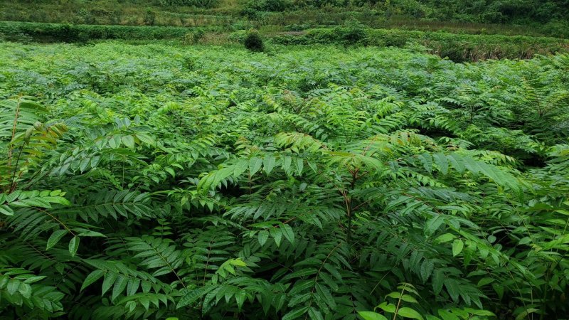 重庆基地批发红油香椿苗巴山红香椿苗椿天树量大从优
