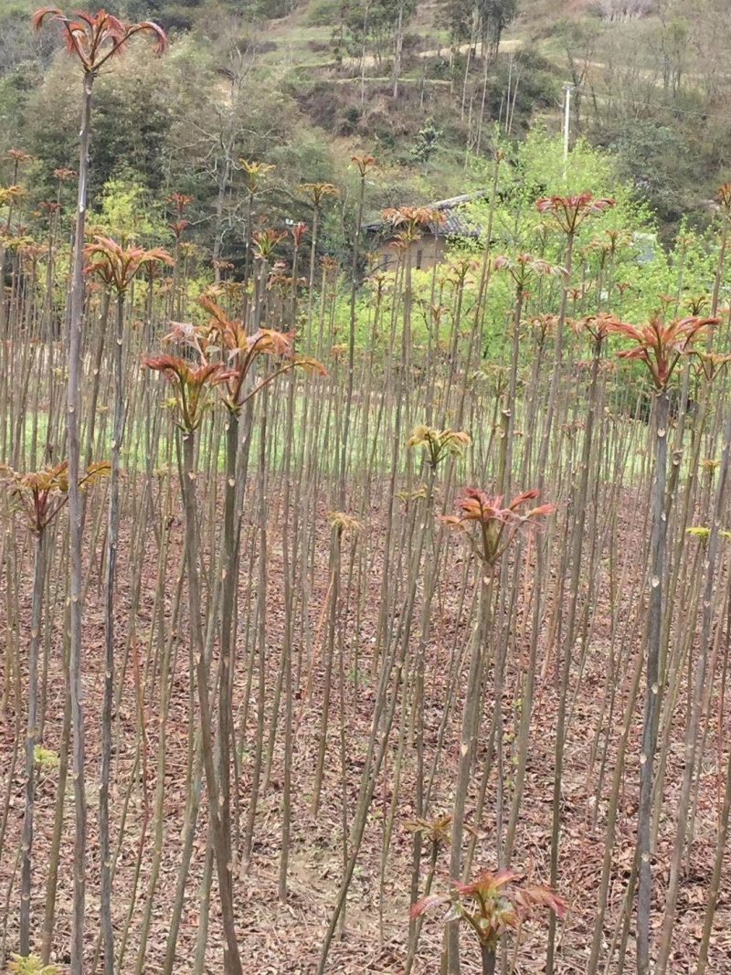 重庆基地批发红油香椿苗巴山红香椿苗椿天树量大从优