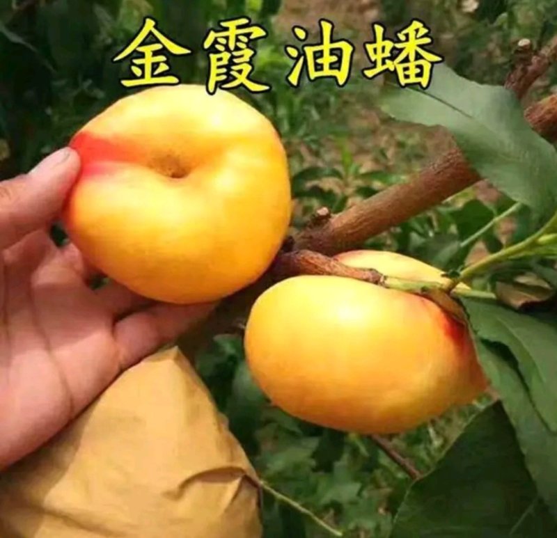 黄金油蟠桃树苗金霞凤后一级嫁接苗可签合同