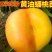 黄金油蟠桃树苗金霞凤后一级嫁接苗可签合同