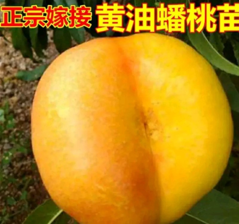 黄金油蟠桃树苗金霞凤后一级嫁接苗可签合同
