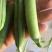 云南豌豆长寿仁豌豆水果豌豆甜脆豌豆基地直供欢迎订购