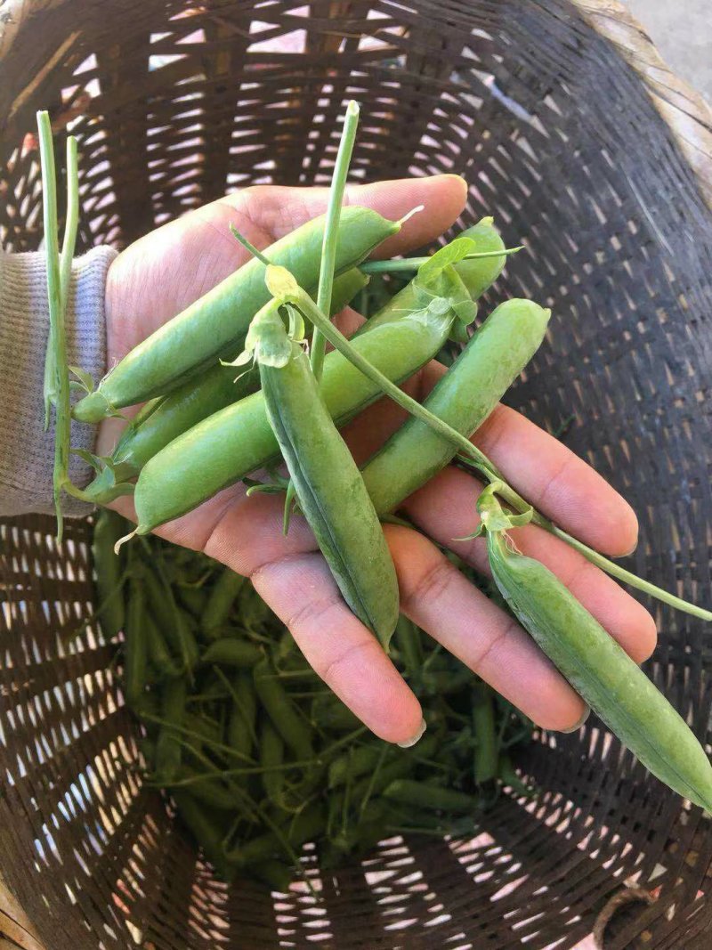云南豌豆长寿仁豌豆水果豌豆甜脆豌豆基地直供欢迎订购