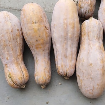 蜜本南瓜🎃产地直供🎃长条形