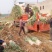 兵兵大葱合作社代办代收章丘本地大葱精品大葱盒装大葱