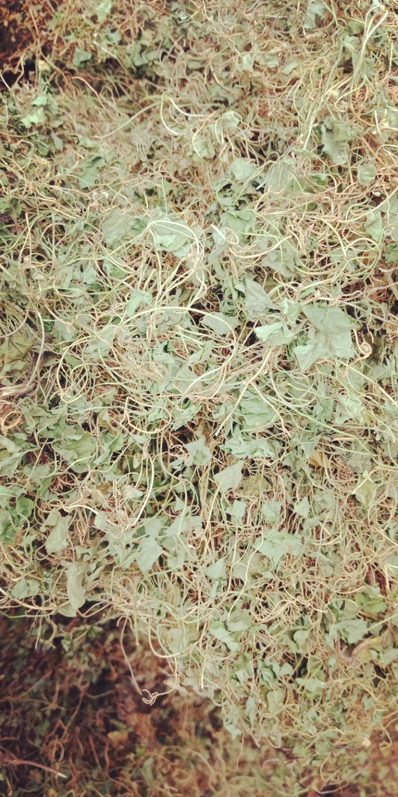 药材马蹄筋，金钱草