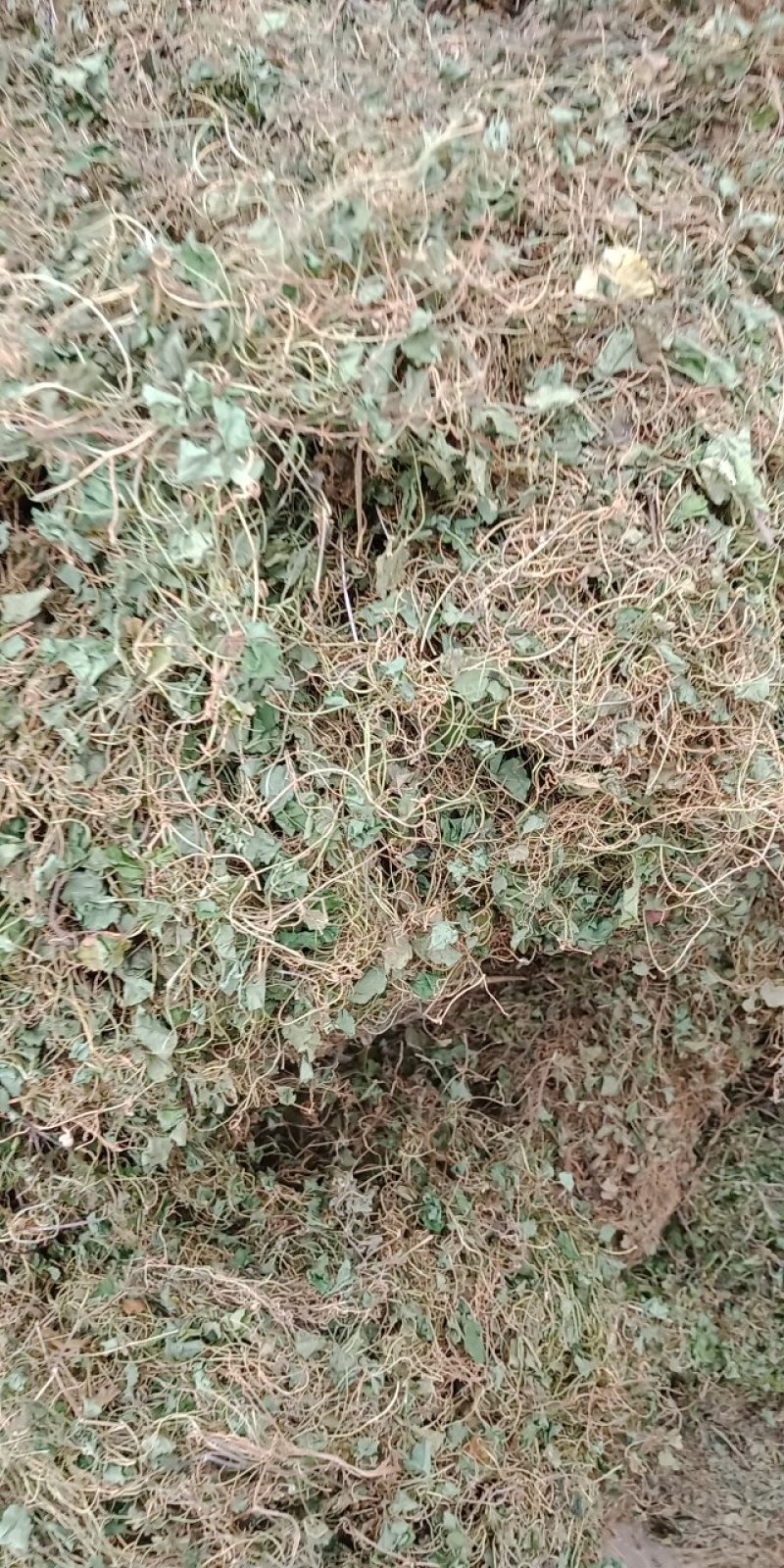 药材马蹄筋，金钱草