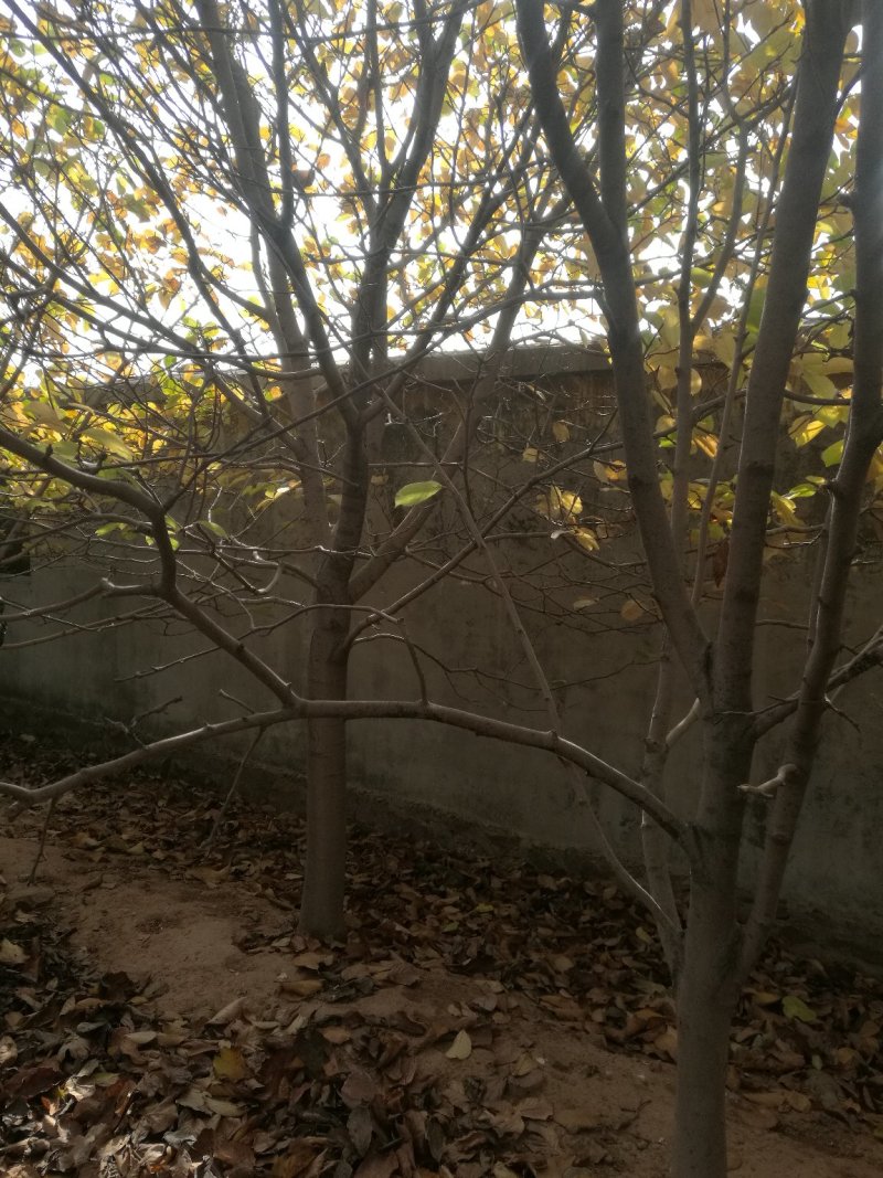绿化树，各种精品玉兰大树欢迎实地考察，山东省日照市莒县