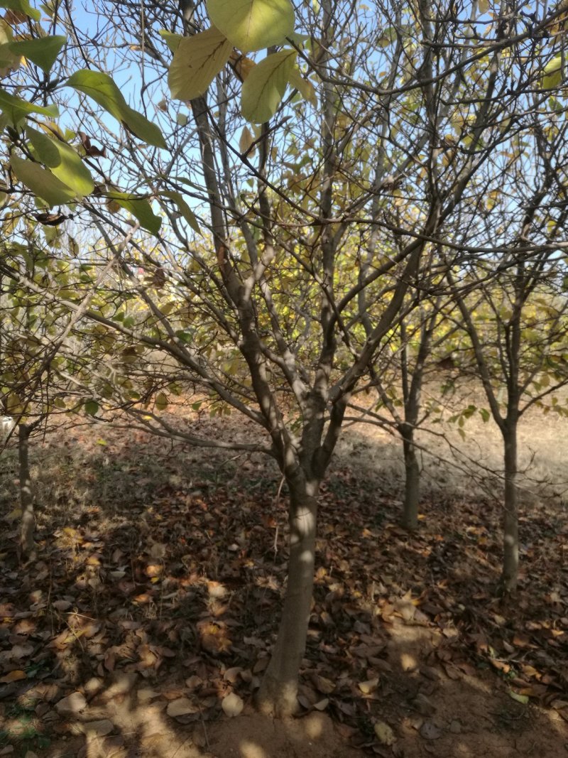 绿化树，各种精品玉兰大树欢迎实地考察，山东省日照市莒县