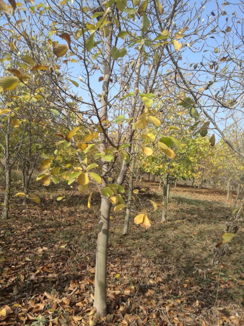 绿化树，各种精品玉兰大树欢迎实地考察，山东省日照市莒县
