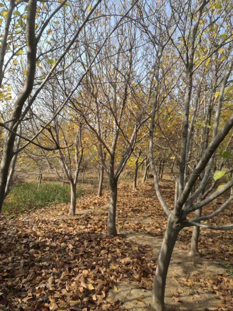 绿化树，各种精品玉兰大树欢迎实地考察，山东省日照市莒县