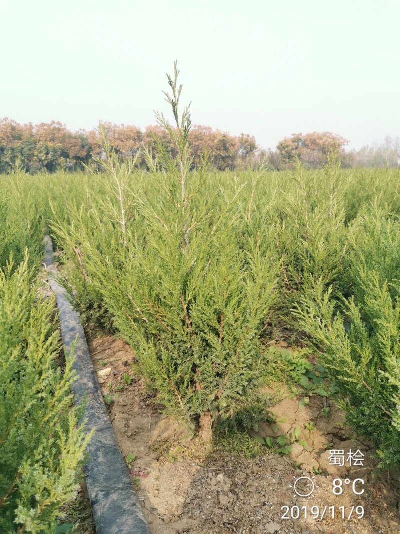 桧柏刺柏蜀桧苗圃大量供应各种规格均有量大