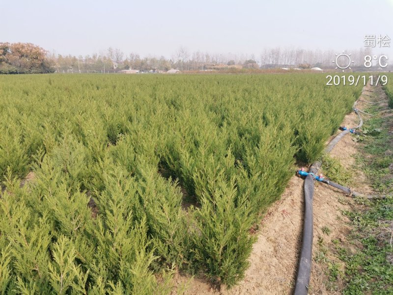 桧柏刺柏蜀桧苗圃大量供应各种规格均有量大