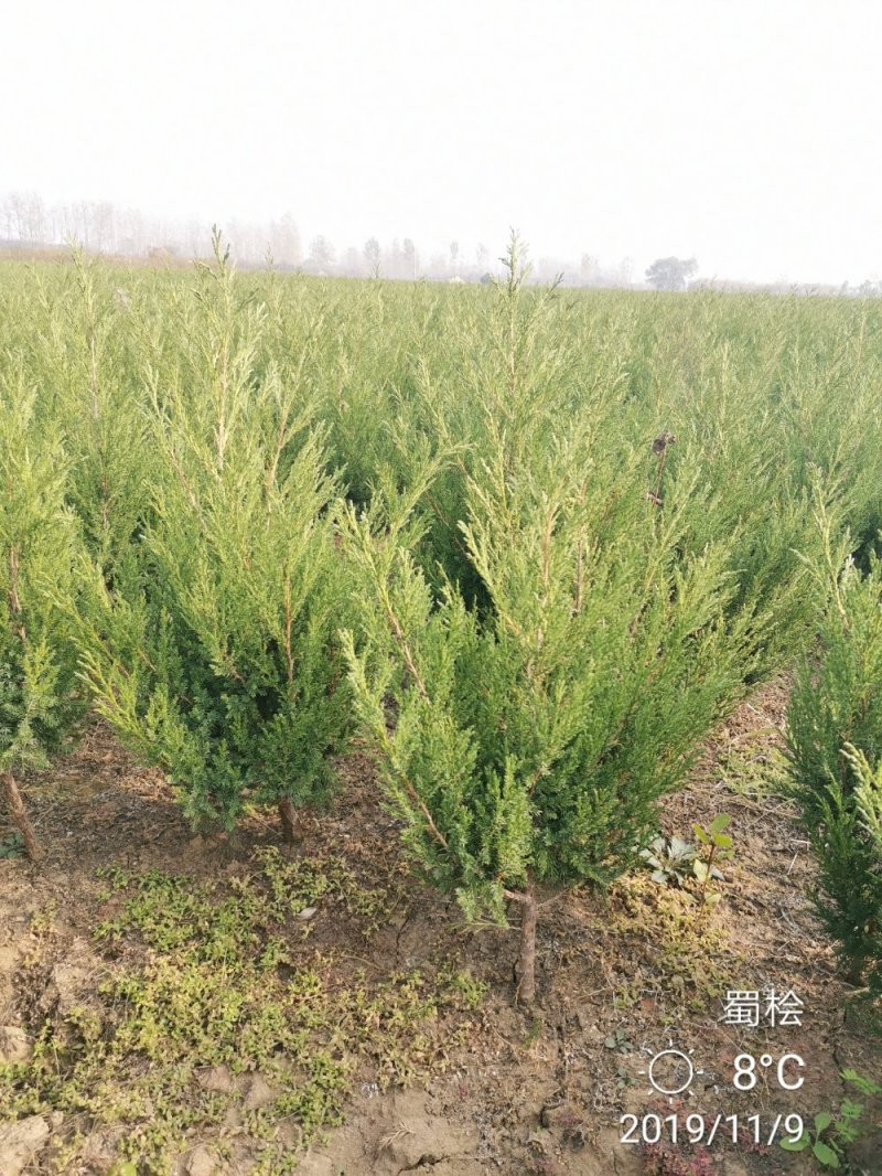 桧柏刺柏蜀桧苗圃大量供应各种规格均有量大