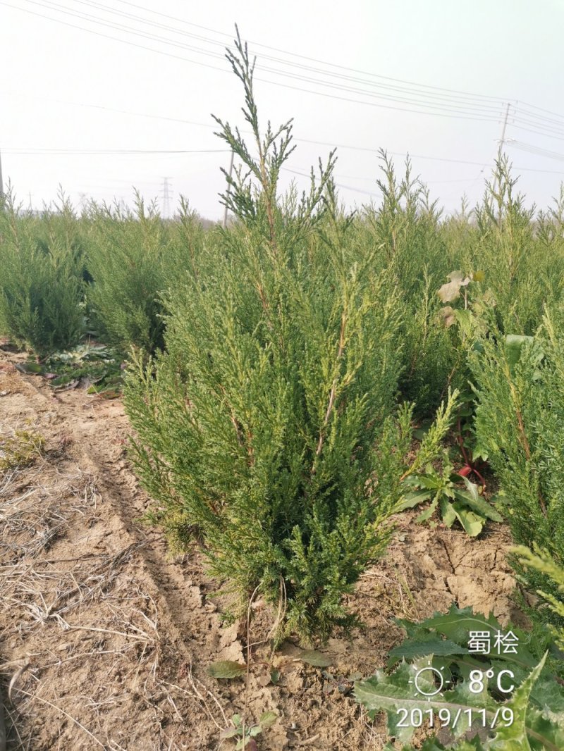 桧柏刺柏蜀桧苗圃大量供应各种规格均有量大