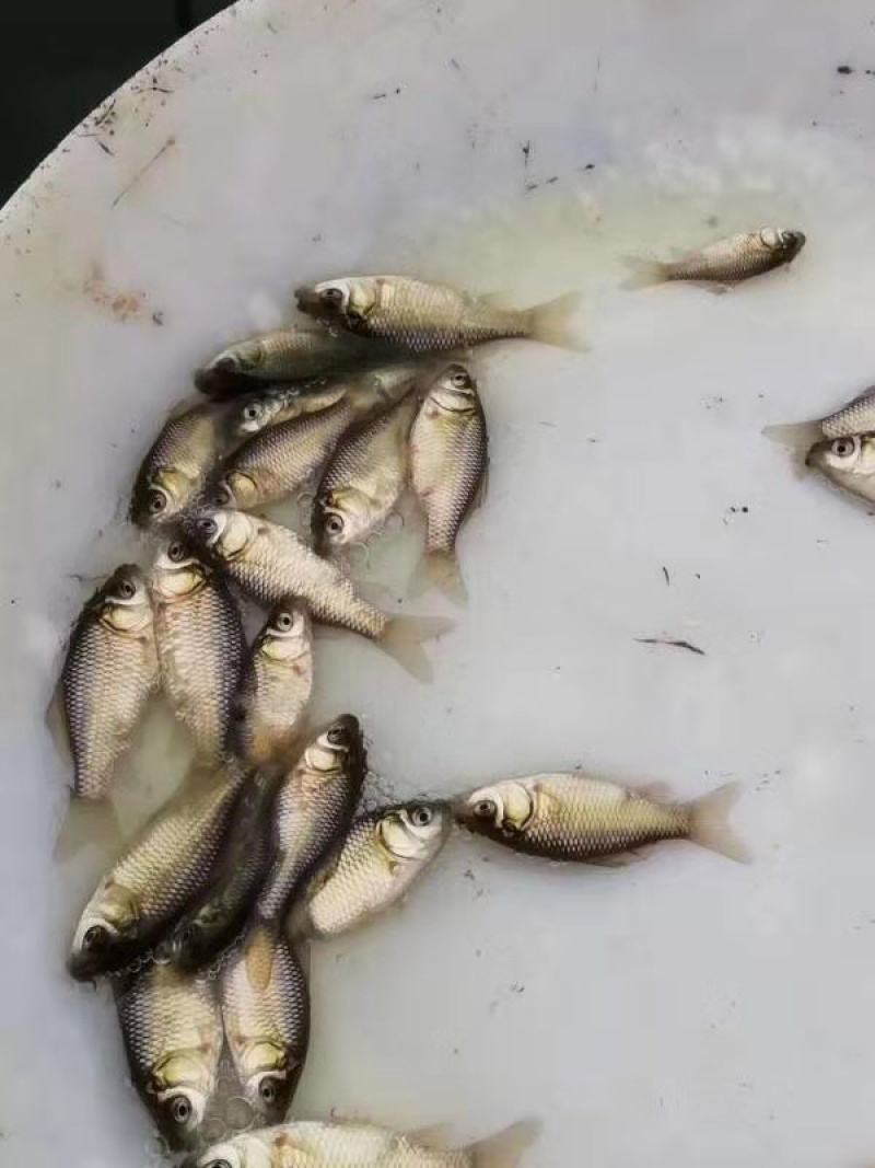 鲫鱼苗彭泽鲫中科3号鲫鱼苗+自孵水花