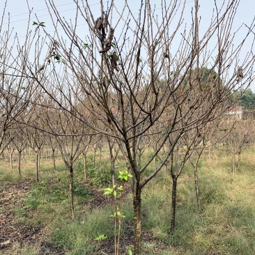 5-8公分精品樱花，基地直销
