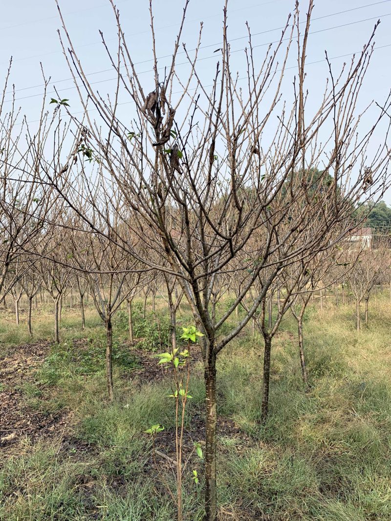 5-8公分精品樱花，基地直销