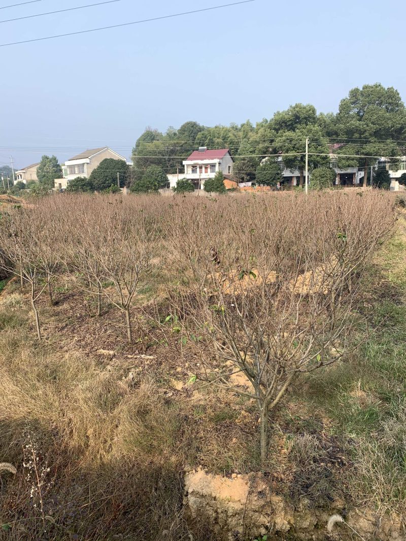 5-8公分精品樱花，基地直销