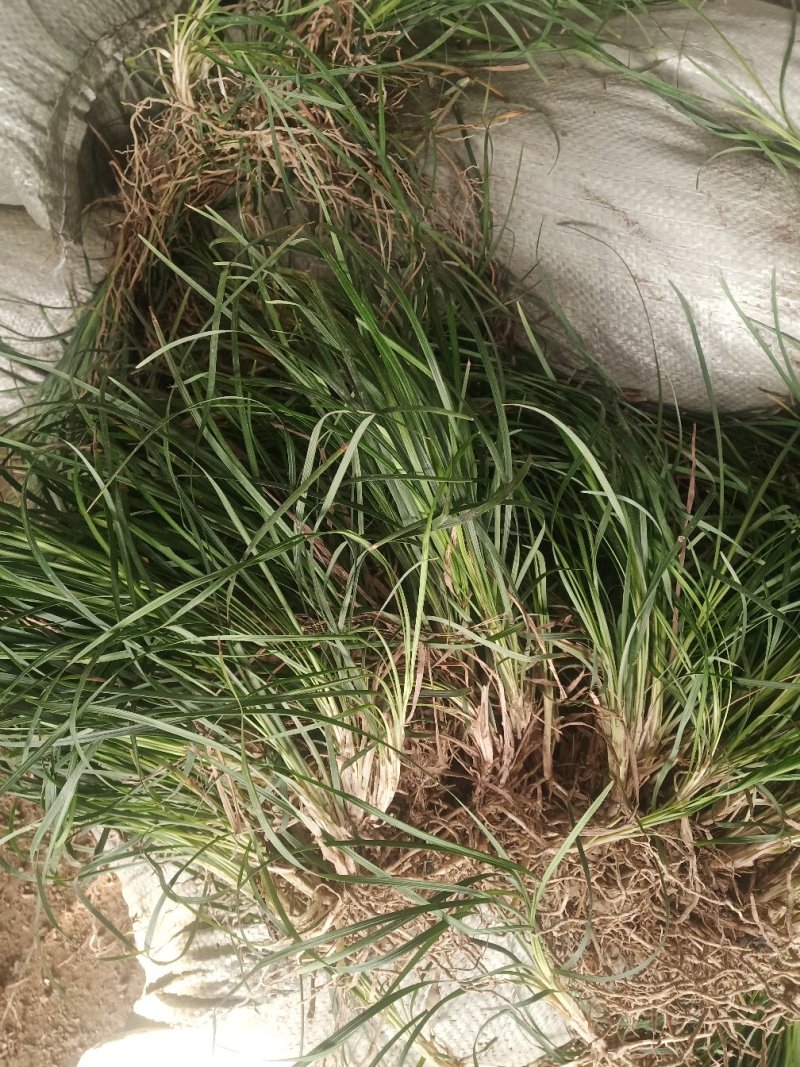 麦冬草