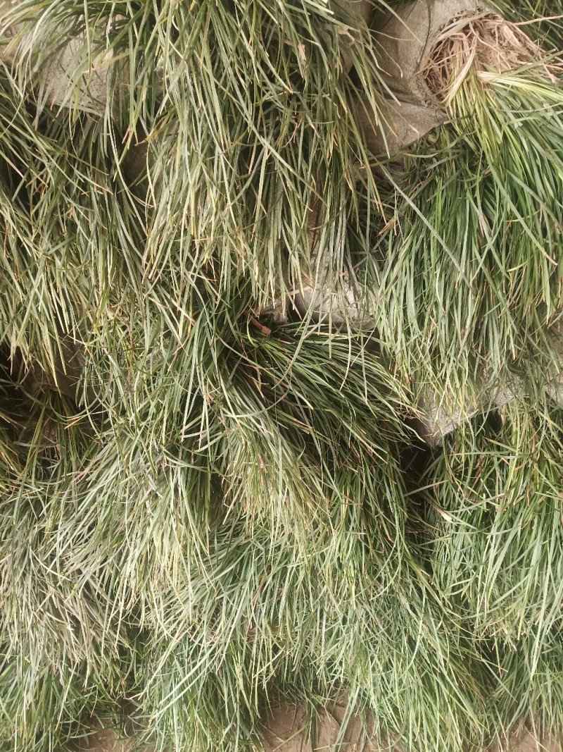 麦冬草