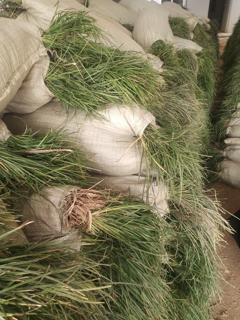 麦冬草