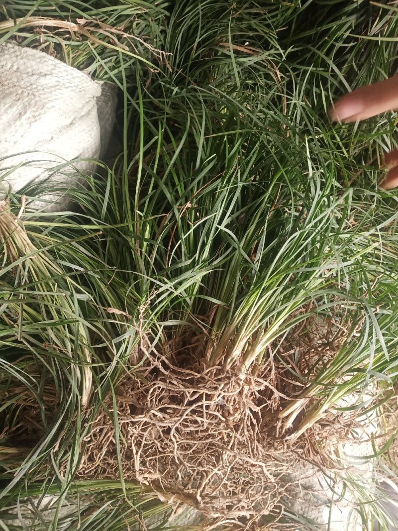 麦冬草