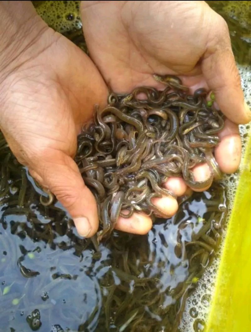 花鲢鱼苗，青鱼苗，草鱼苗垂钓鱼等