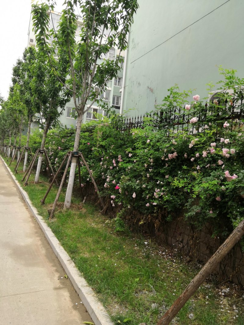蔷薇花爬藤植物多花篱笆爬墙藤本欧月玫瑰多花月季苗苗圃直销