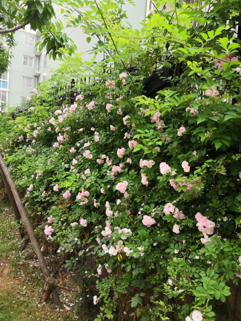 蔷薇花爬藤植物多花篱笆爬墙藤本欧月玫瑰多花月季苗苗圃直销